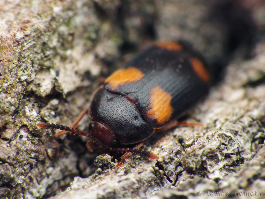 Mycetophagus quadripustulatus - négyfoltos gombabogár