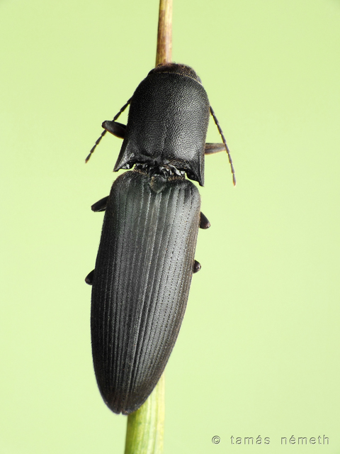 Ectinus aterrimus - kormos pattanó