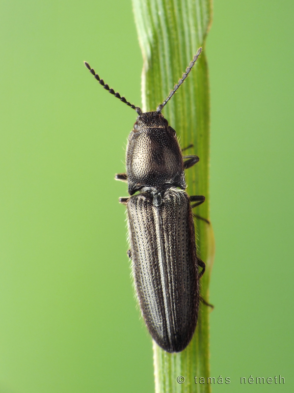 Limonius minutus - fekete bokorpattanó