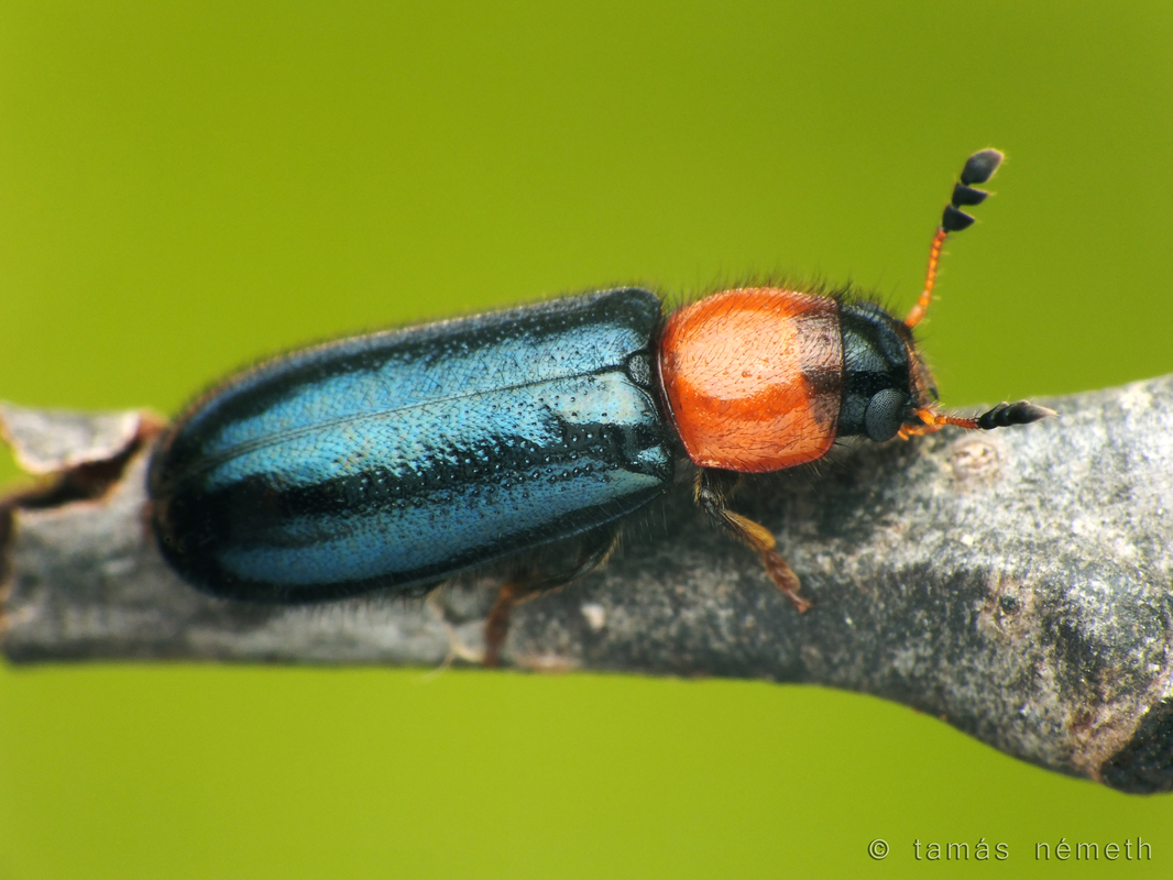 Dermestoides sanguinicollis - hengeres szúfarkas