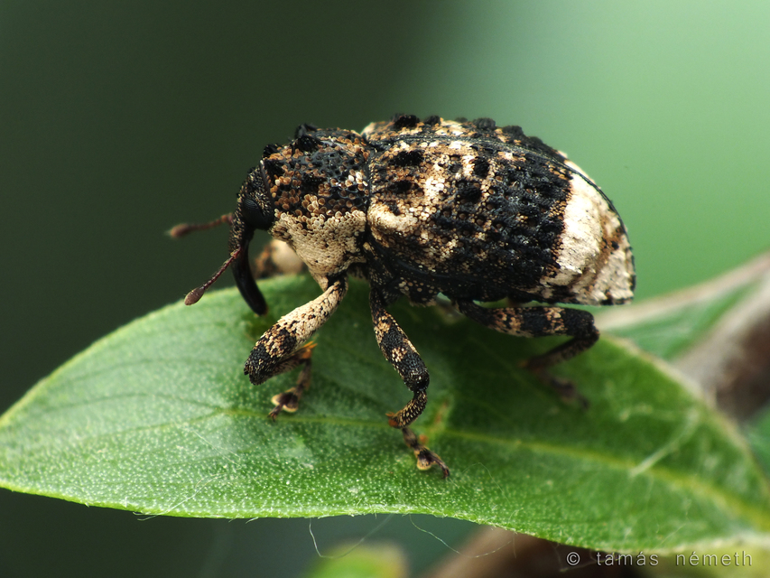 Cryptorhynchus lapathi - tarka fűzormányos