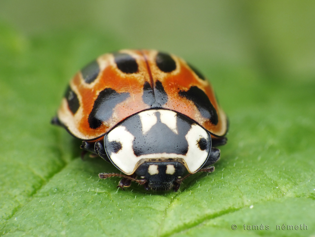 Anatis ocellata - szemfoltos katica