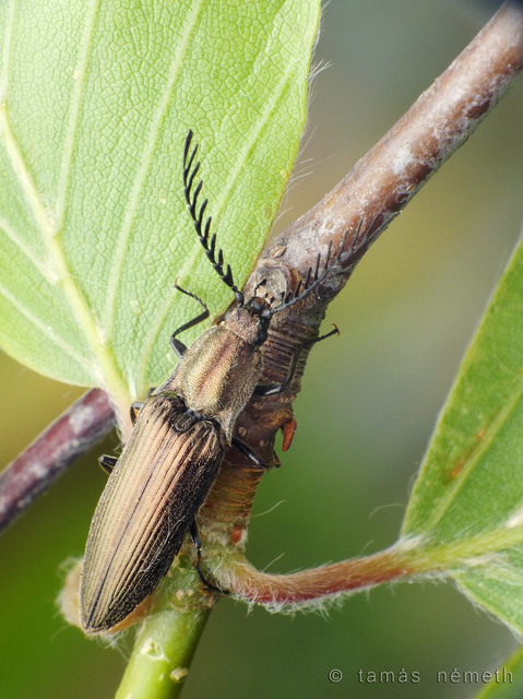 Ctenicera pectinicornis - zöld legyezőspattanó