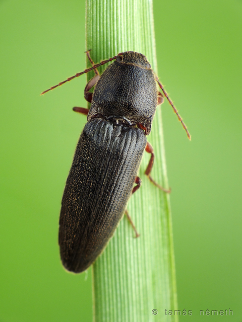 Melanotus crassicollis - vállas gyászpattanó