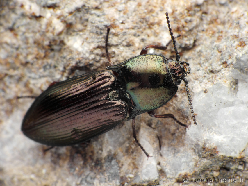 Selatosomus aeneus - fényes pattanó