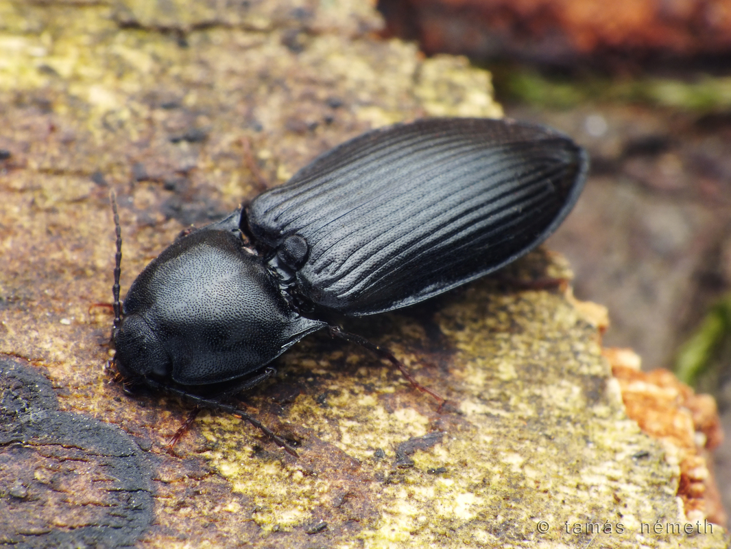 Pseudanostirus globicollis - gömbnyakú pattanó
