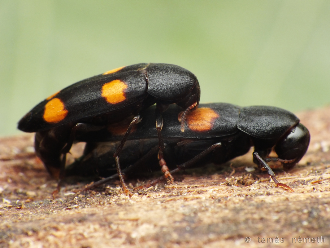 Dircaea australis - déli komorka
