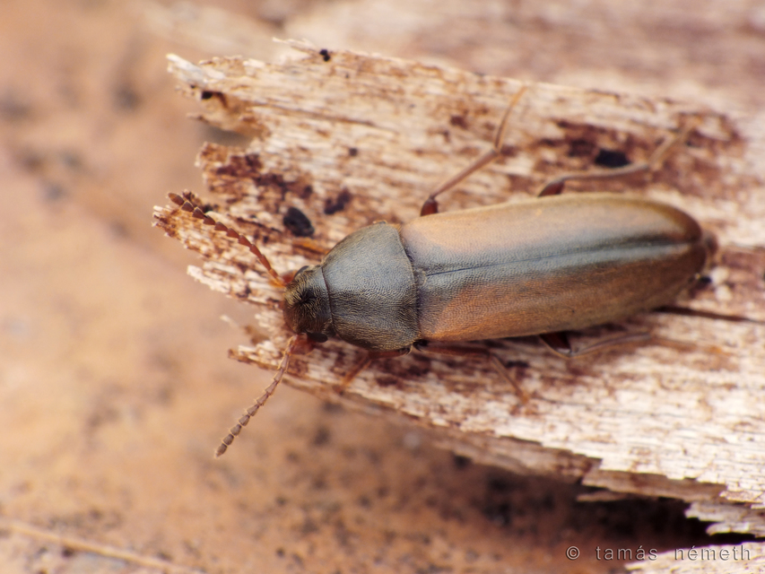 Dolotarsus lividus - varratsávos komorka