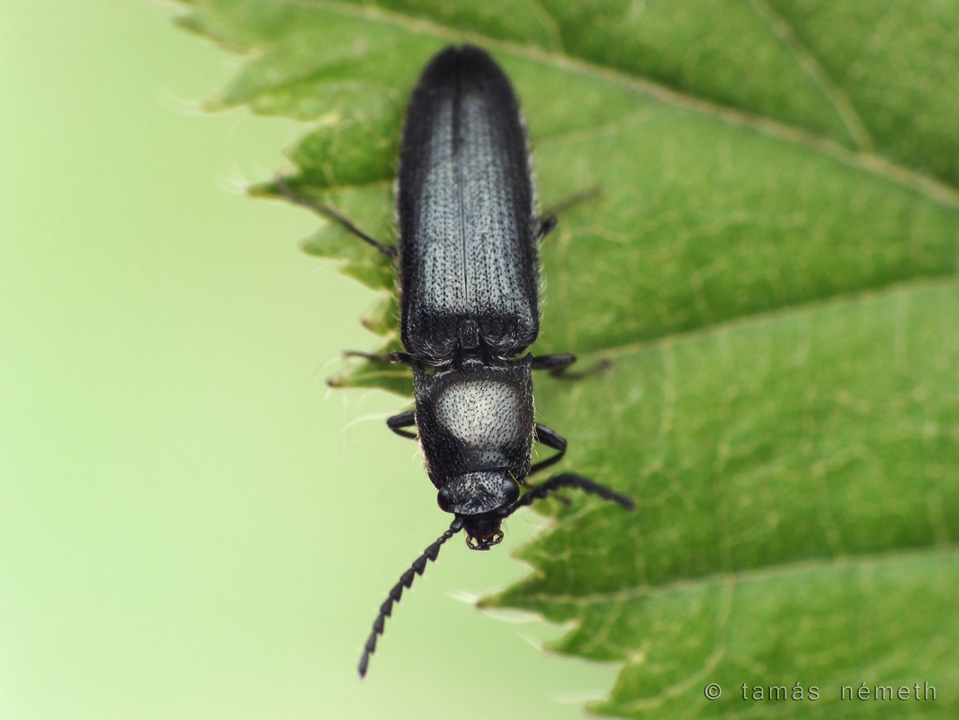 Limonius poneli