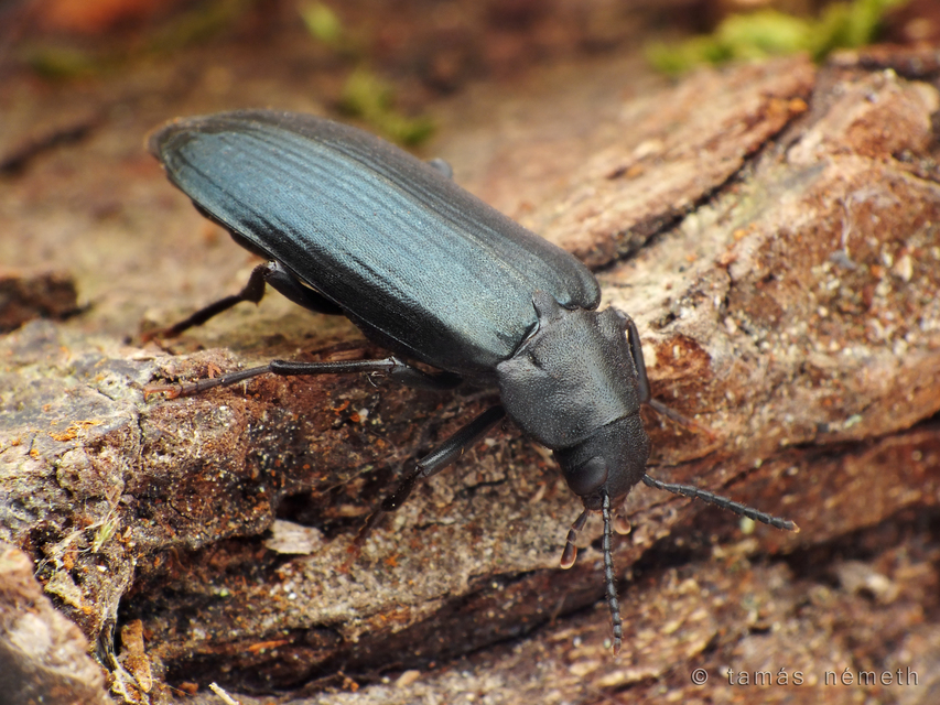 Melandrya caraboides - fémkék komorka