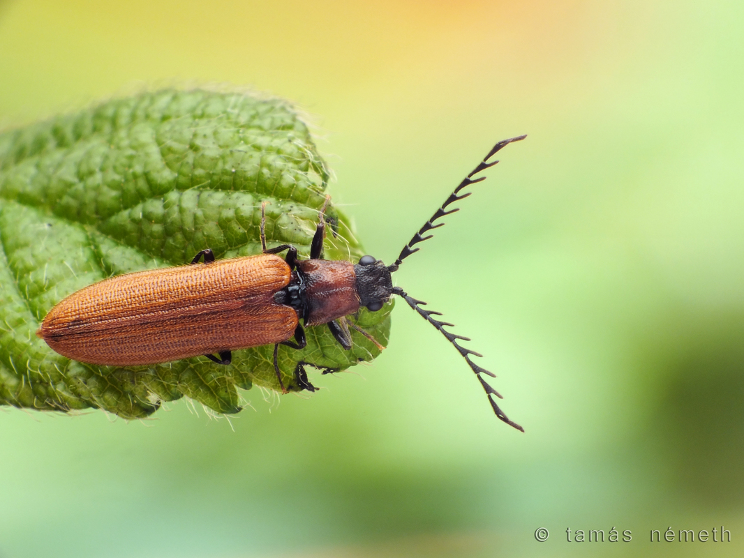Denticollis rubens - alhavasi pattanó