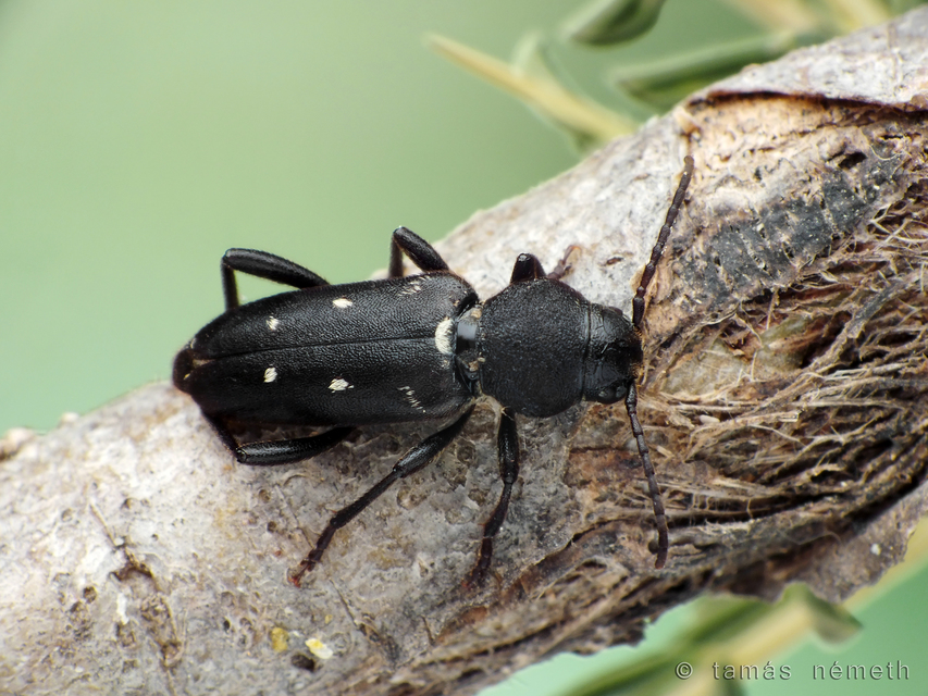 Xylotrechus raghidae