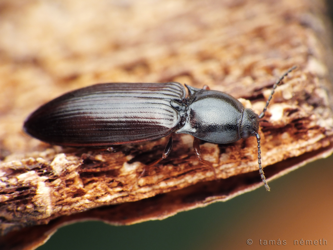 Hypoganus inunctus - téglavörös pattanó
