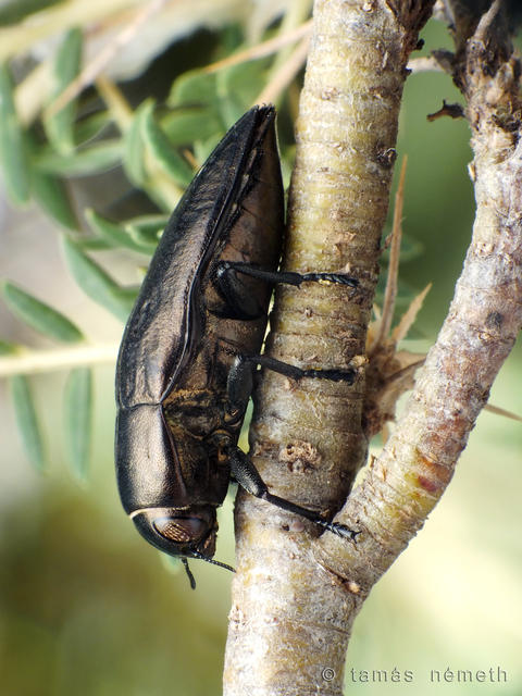 Sphenoptera coracina