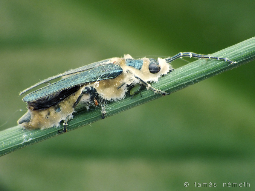 Oedemera lurida - mezei álcincér
