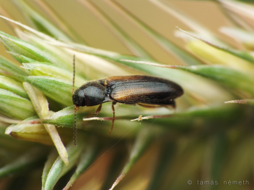Adrastus rachifer - közönséges cserjepattanó
