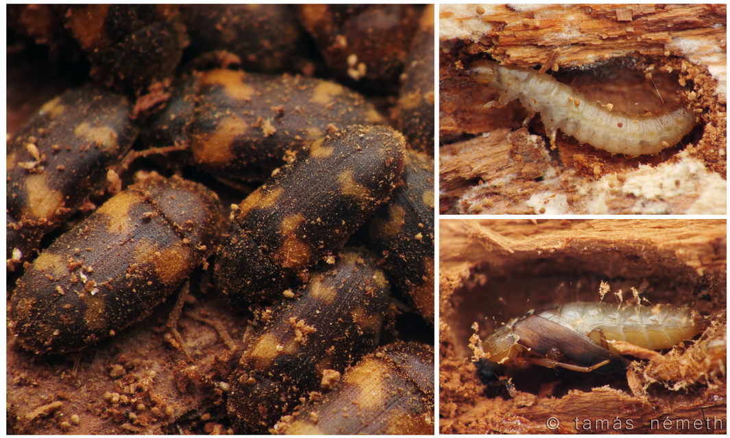 Mycetophagus quadriguttatus - domború gombabogár