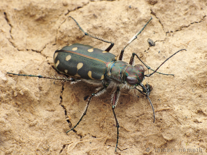 Calomera littoralis nemoralis - sziki homokfutrinka