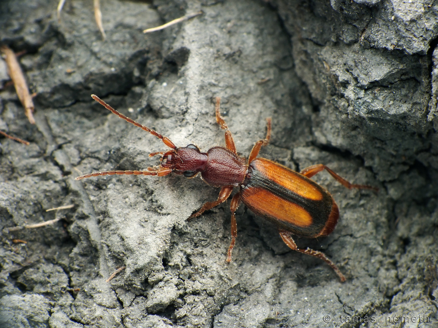 Polistichus connexus - barna sutafutó