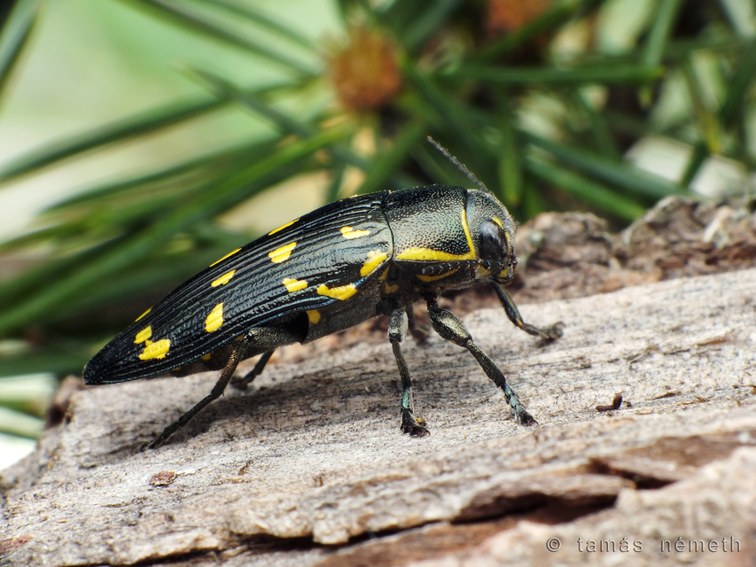Buprestis guttatipennis