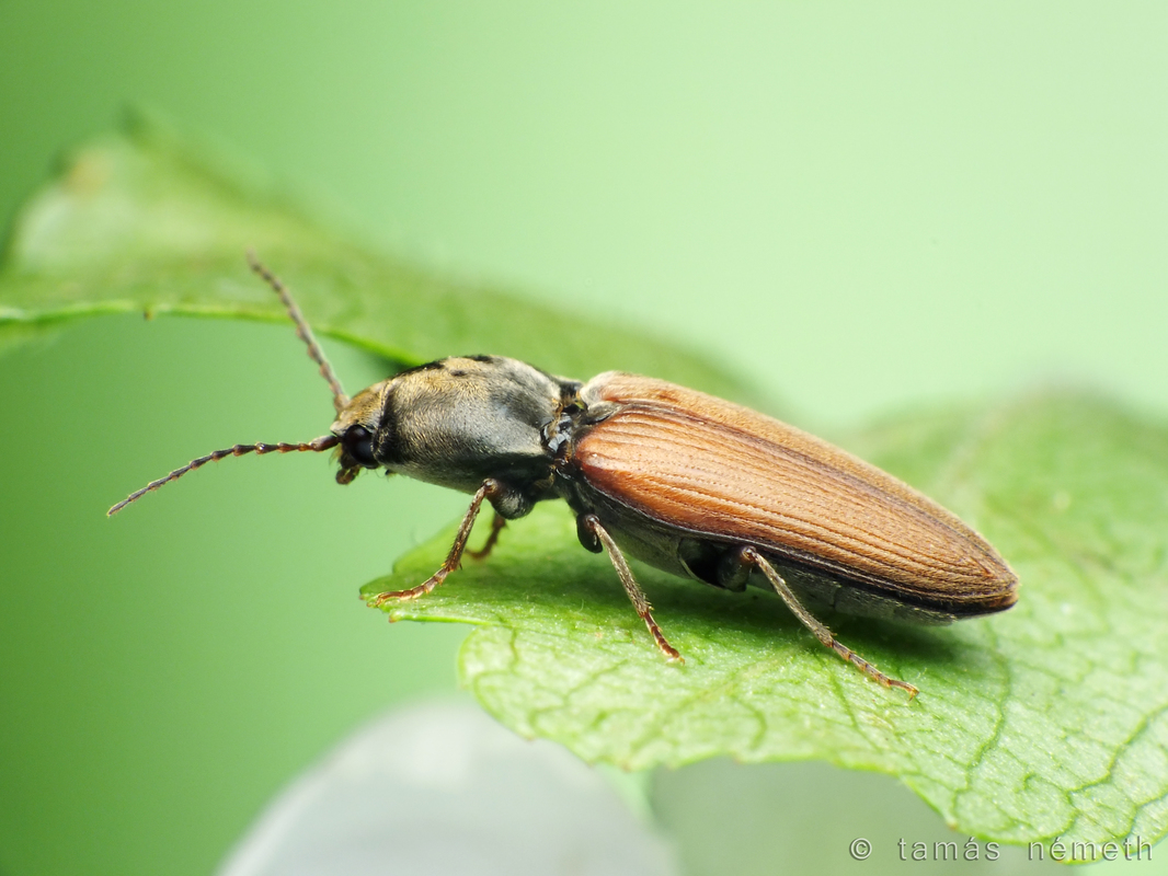 Dicronychus cinereus - szürke szívespattanó