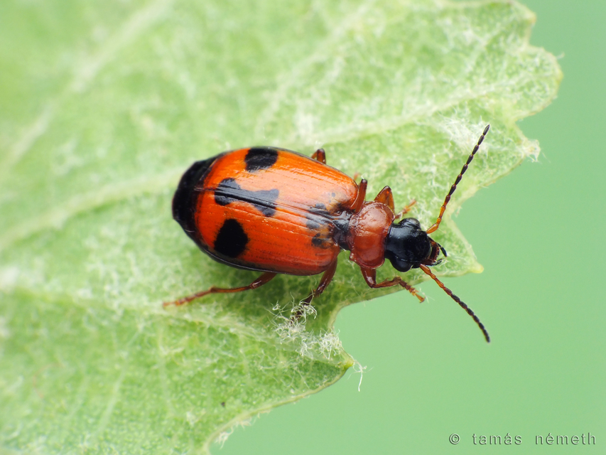 Lebia menetriesi