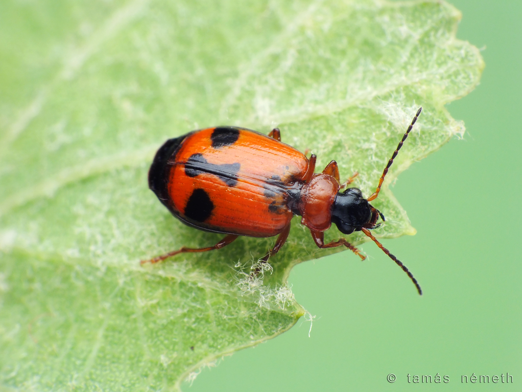 Lebia menetriesi
