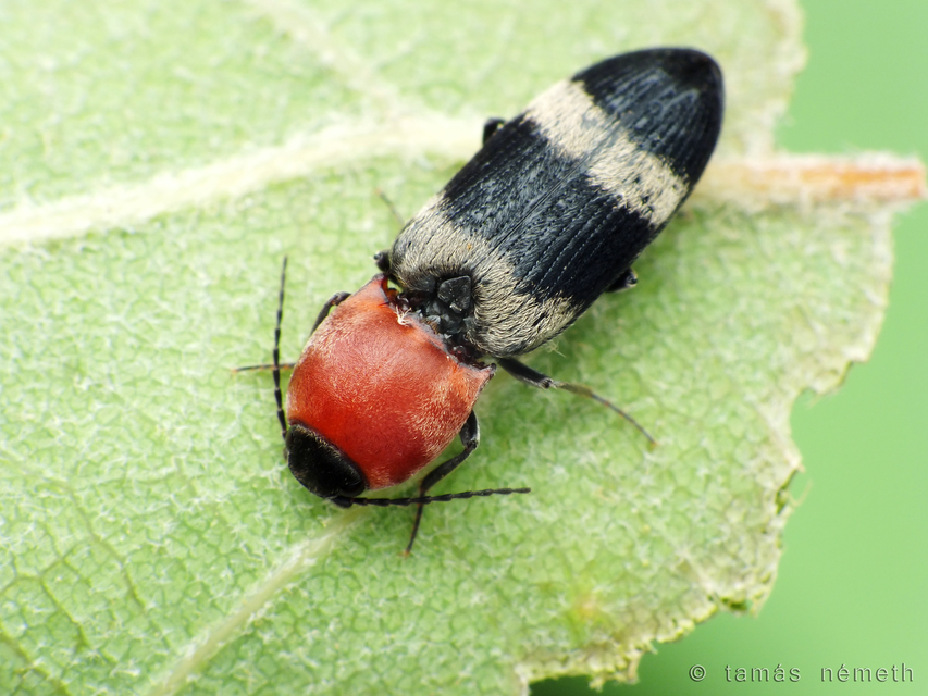 Cardiophorus syriacus