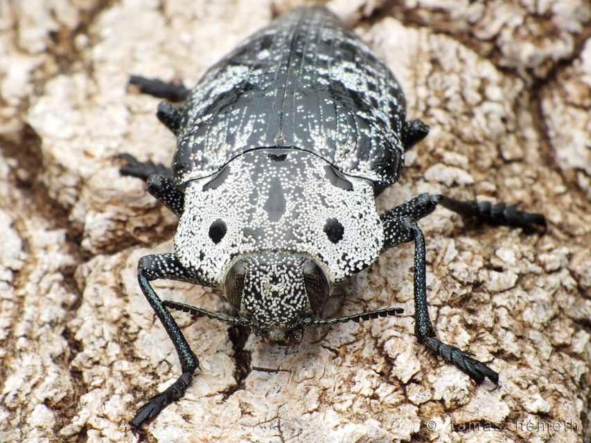 Capnodis miliaris