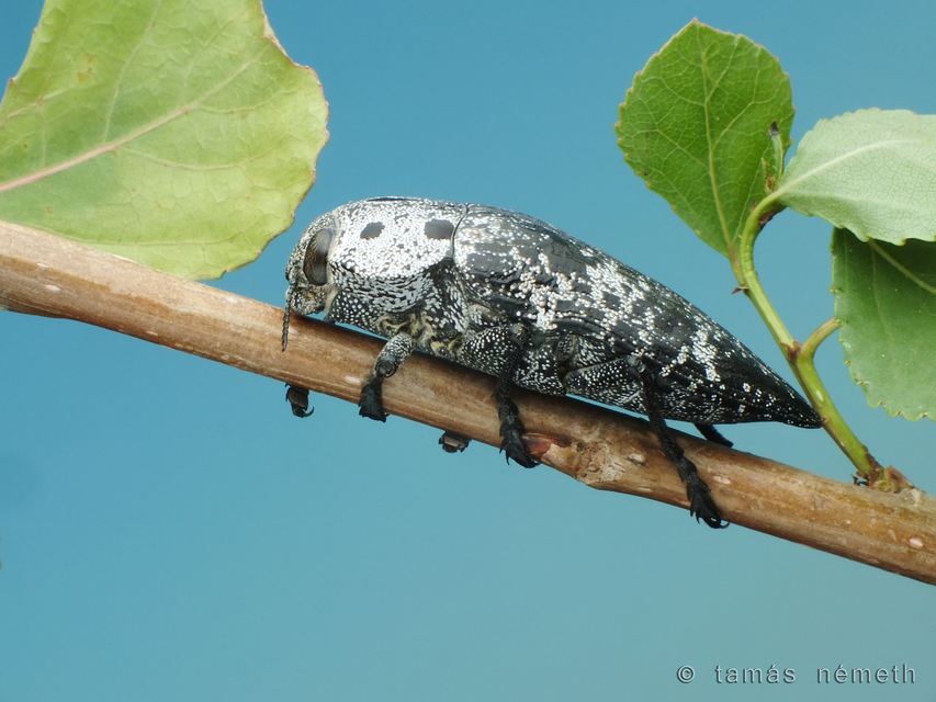 Capnodis miliaris