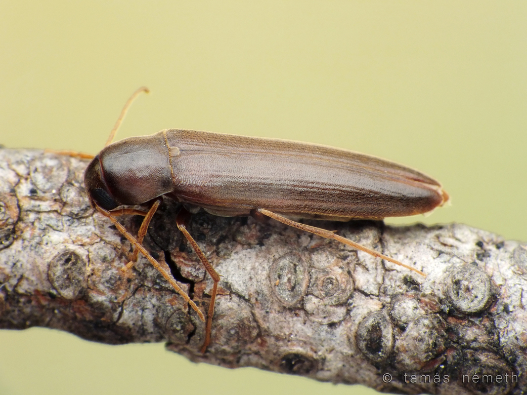 Serropalpus barbatus - farontó komorka