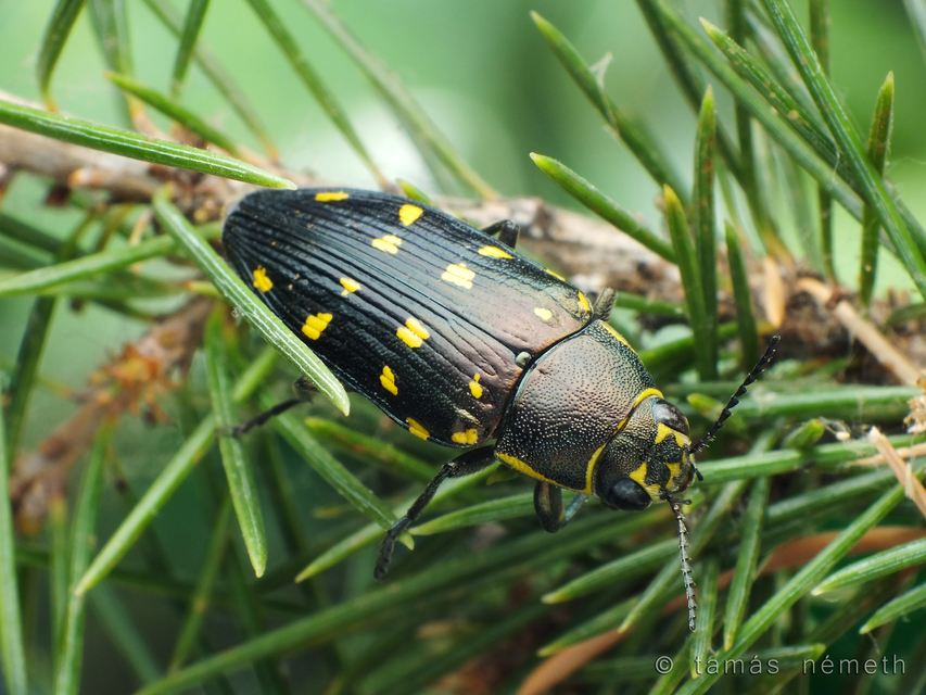 Buprestis guttatipennis
