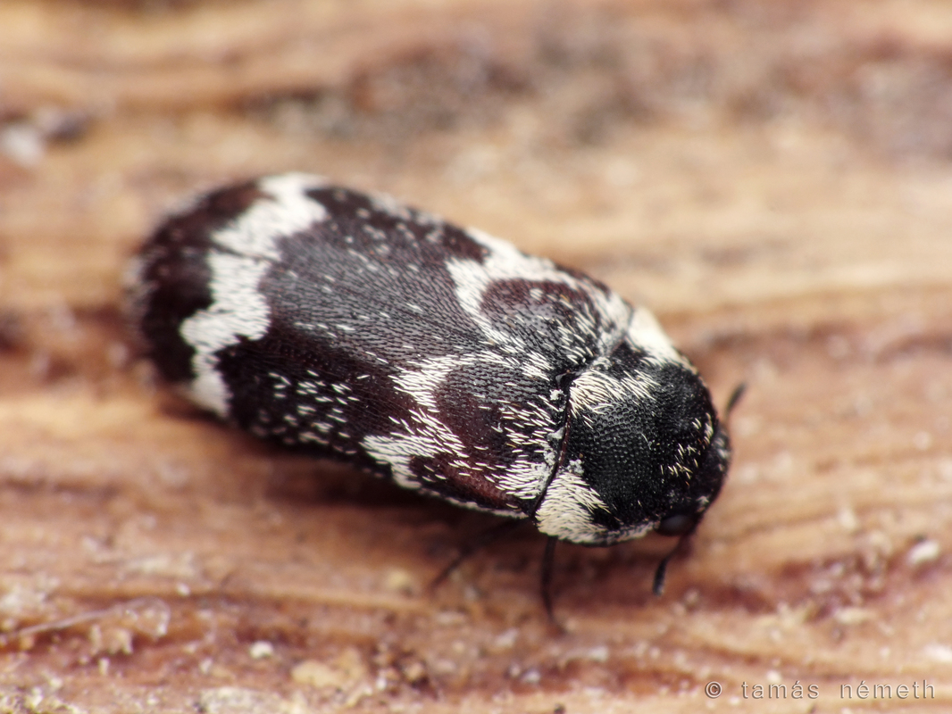 Megatoma ruficornis - vöröscsápú porva
