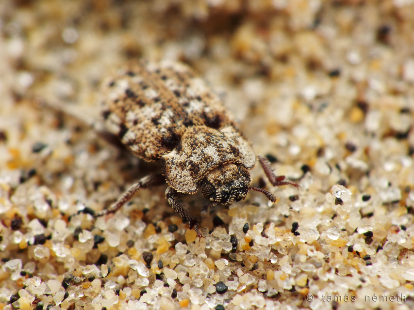 Leichenum pulchellum pumilum