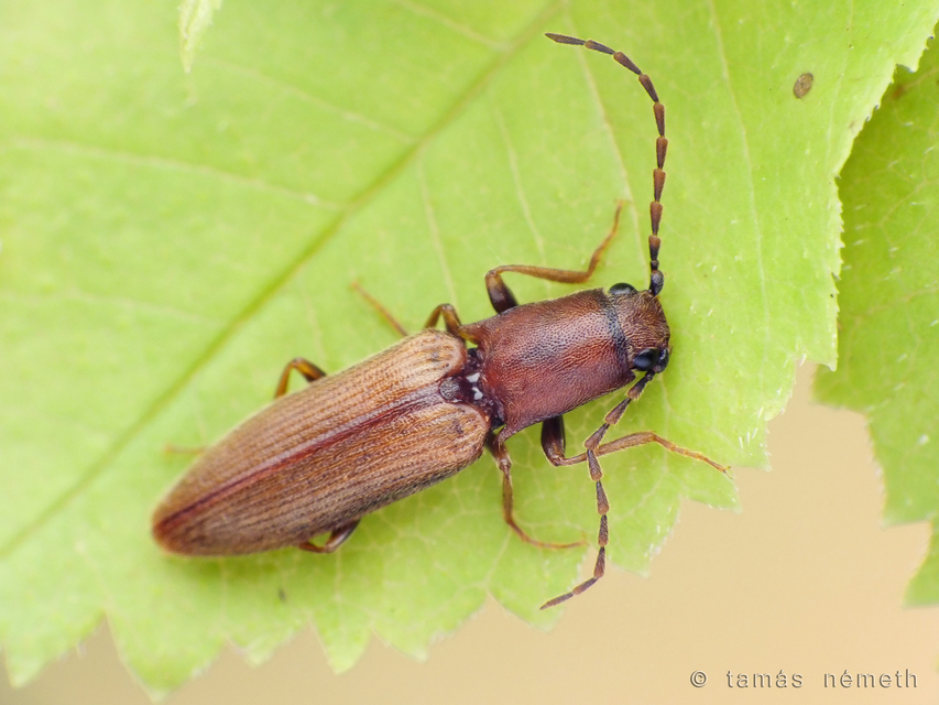 Athous silicensis - szilicei pattanó
