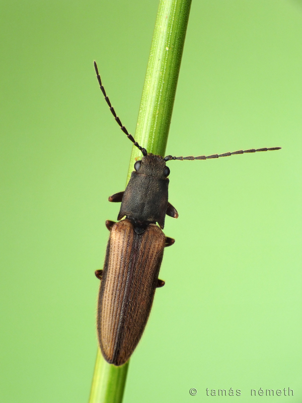 Athous bicolor - hosszúnyakú pattanó