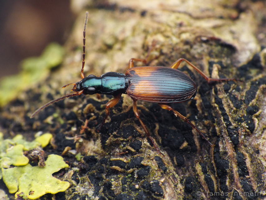 Anchomenus dorsalis - hátfoltos kisfutó