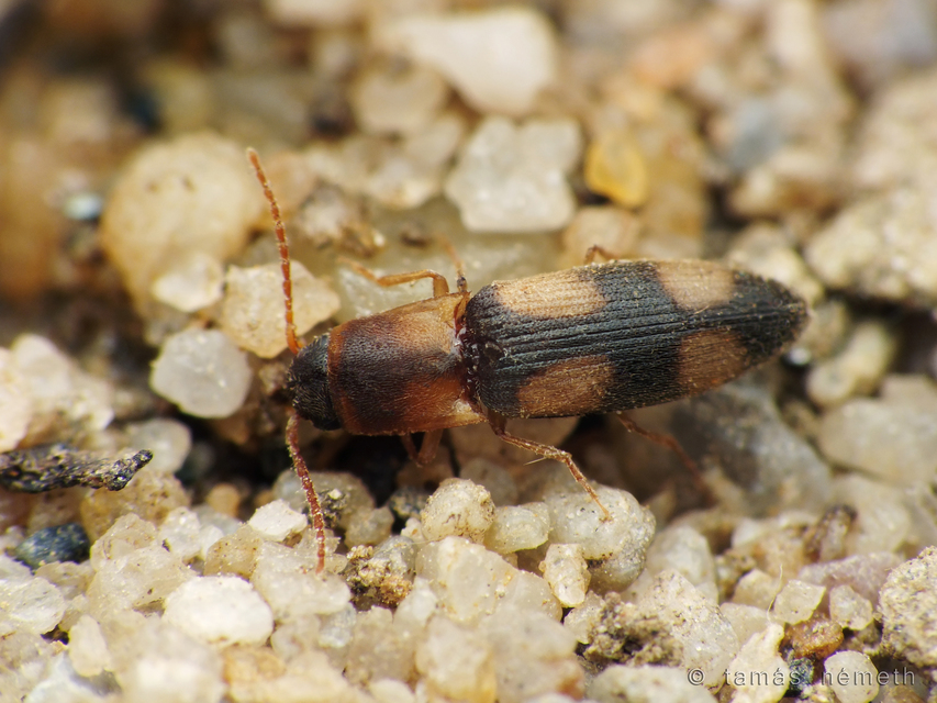 Betarmon bisbimaculatus - kerekfoltos pattanó
