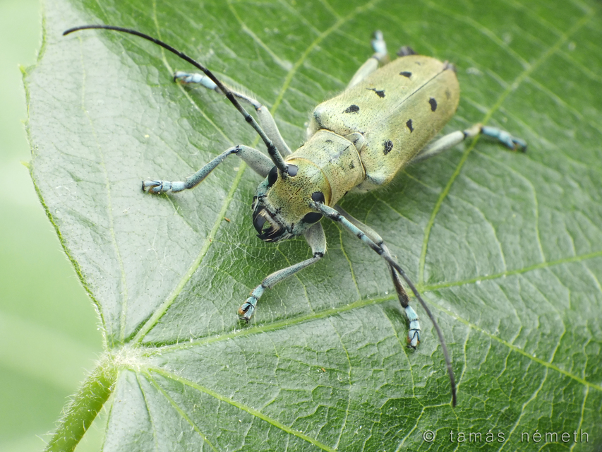 Saperda octopunctata - nyolcpontos cincér