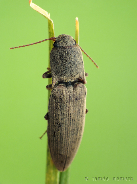Agriotes modestus - szürke pattanó