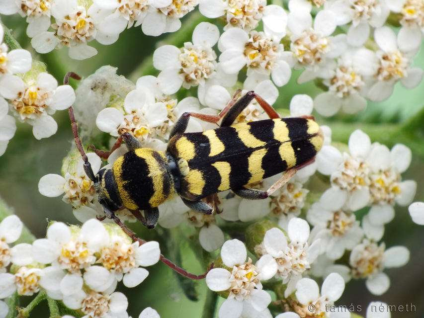 Echinocerus floralis - lucerna-darázscincér