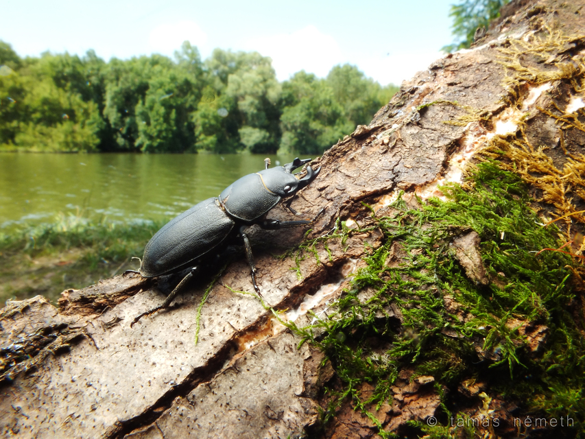Dorcus parallelipipedus - kis szarvasbogár