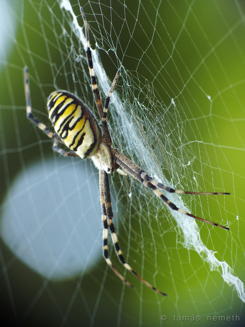Argiope bruennichi - darázspók