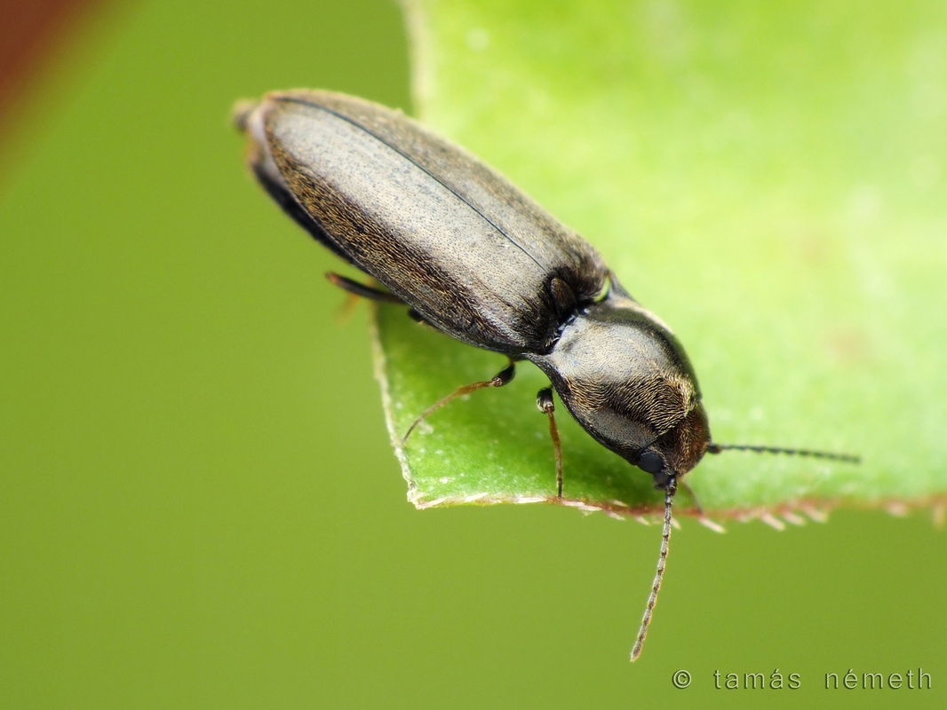 Oedostethus tenuicornis - vékonycsápú fövenypattanó