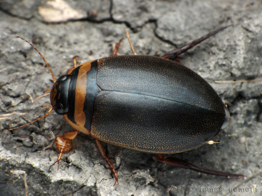 Graphoderus