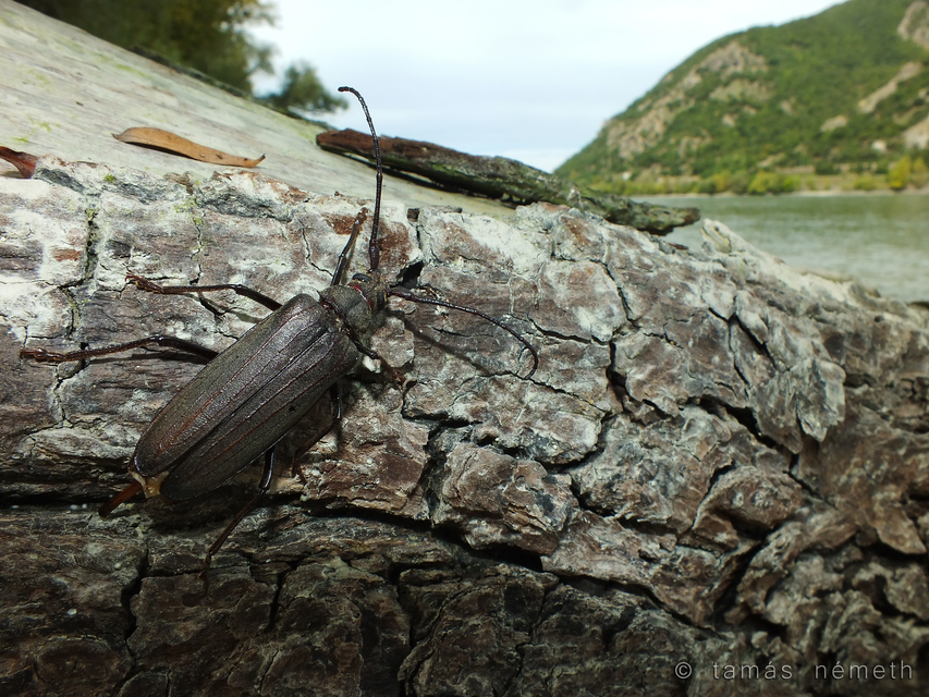 Aegosoma scabricorne - diófacincér