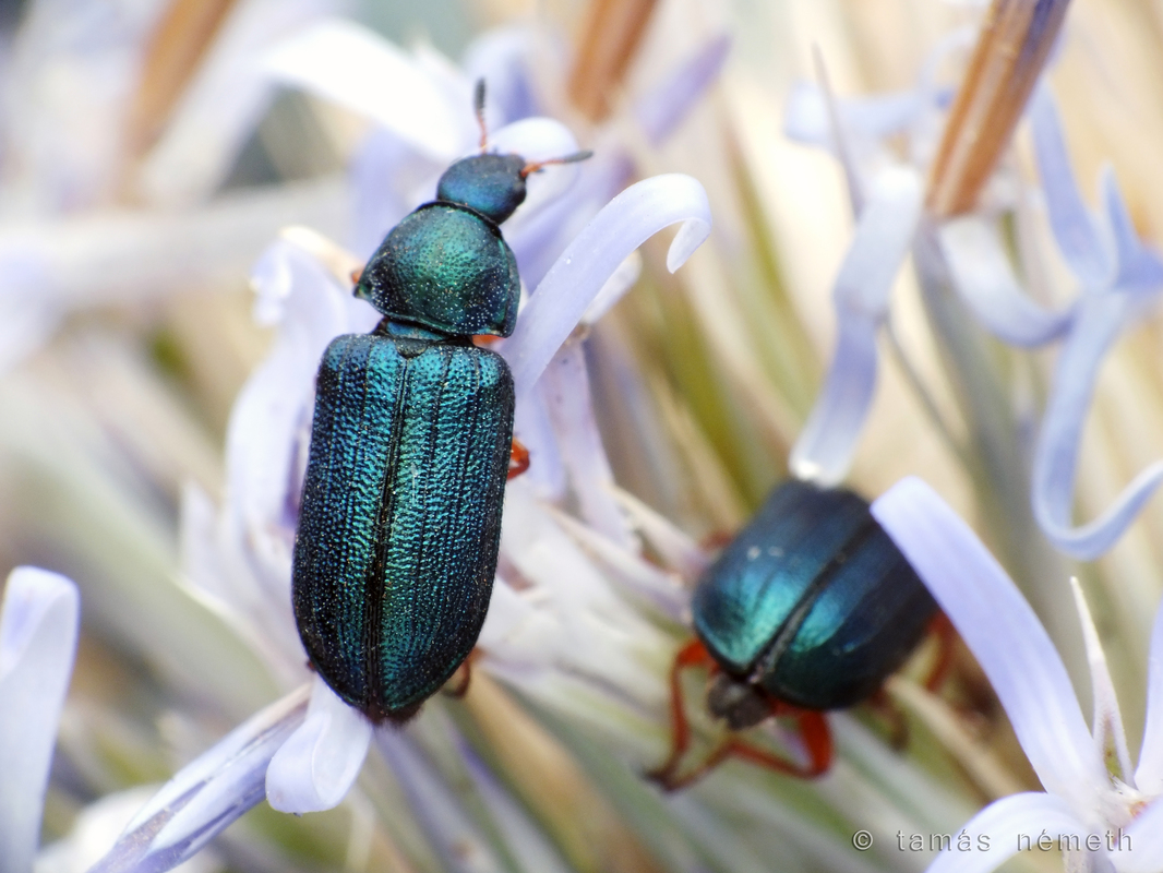 Melyris bicolor