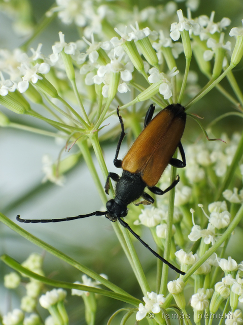 Stictoleptura fulva - vörhenyes virágcincér