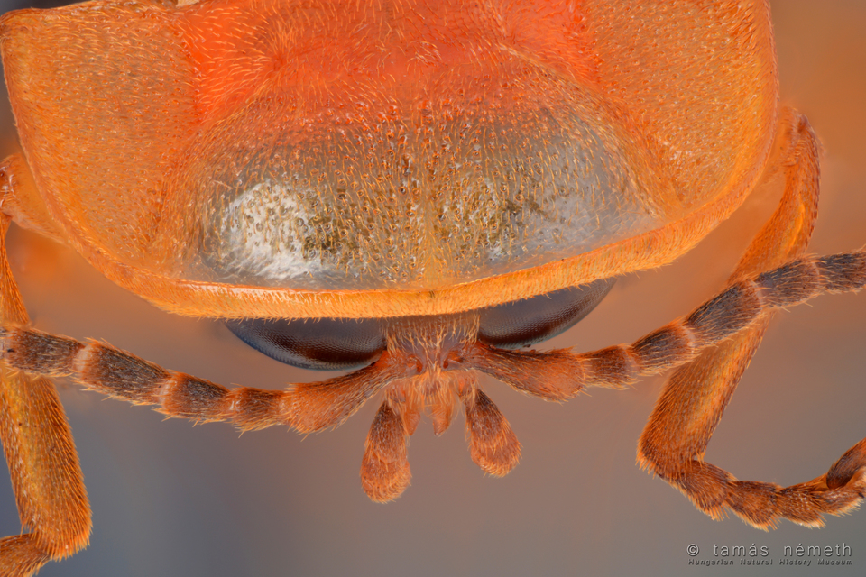 Lampyridae - szentjánosbogár-félék