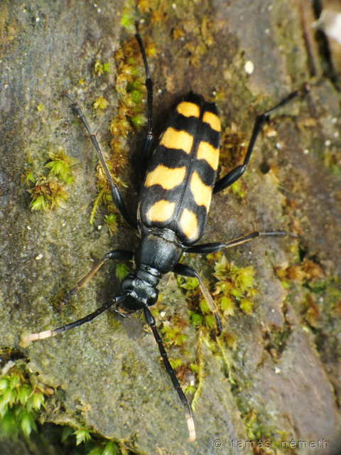 Leptura quadrifasciata - feketeszőrű szalagoscincér